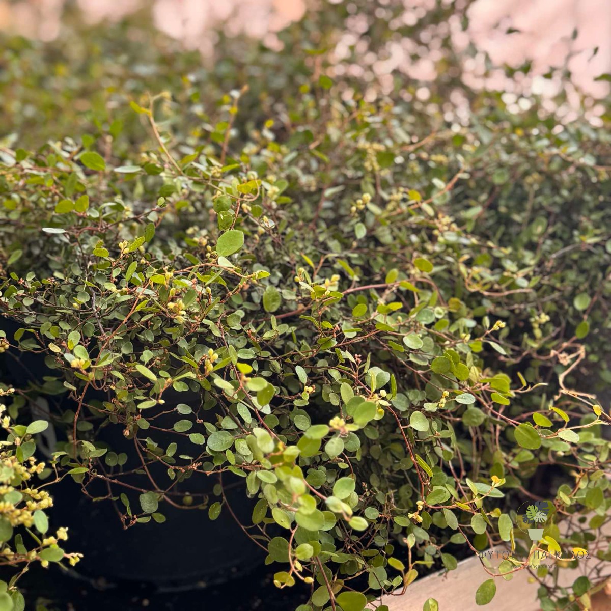 Μουλενμπέκια (Muehlenbeckia complexa) | Αναρριχώμενο & Εδαφοκαλυπτικό Αειθαλές Φυτό - 2